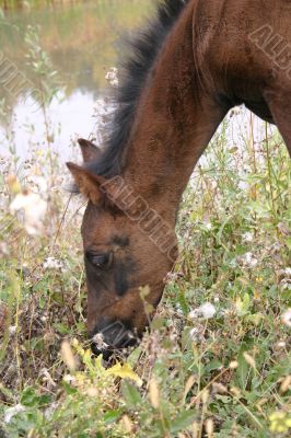 foal there is herb
