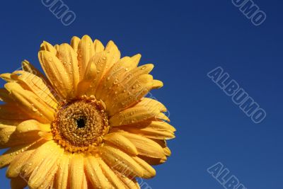 close up  of gerber daisy with droplets