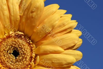 bright gerbera daisy with droplets