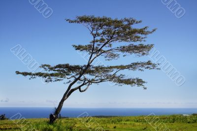 Tree by the ocean Tree by the ocean