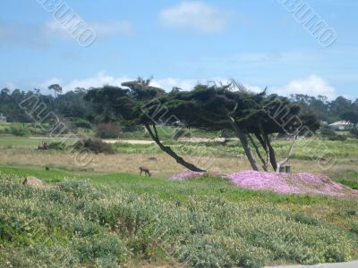 Marine landscapes