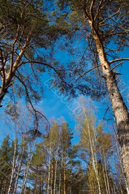 Spring pine sky