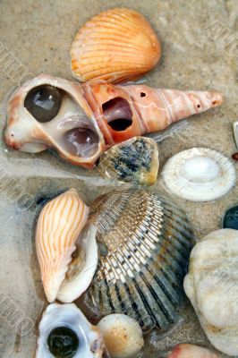 Seashells 2 Seashells 2