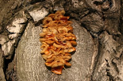 Mushrooms on a tree