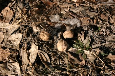 Nuts on a winter ground
