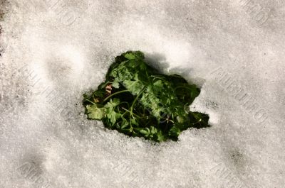 Grass under snow