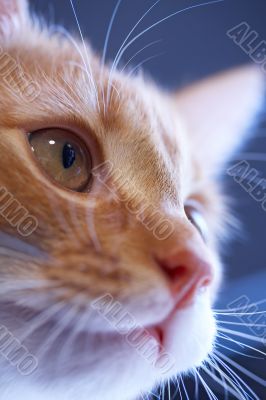 Lunar cat Lunar cat