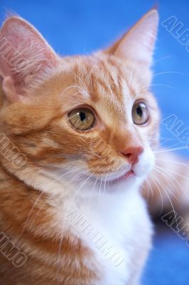 Lunar cat Lunar cat