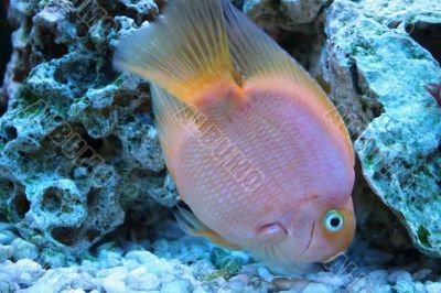 Golden fishes in aquarium