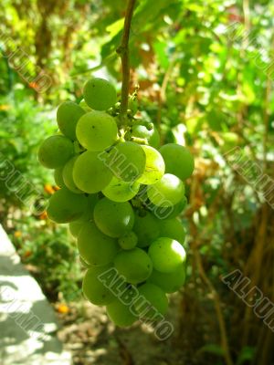 green grapes