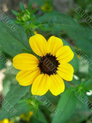 cute yellow flower cute yellow flower