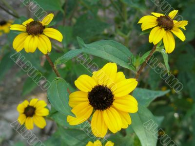 yellow flowers