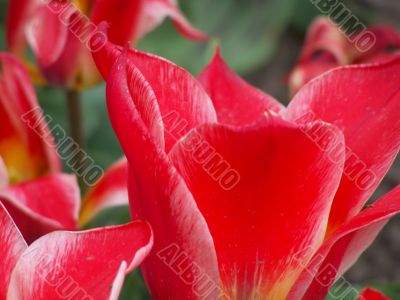 Tulips on Mother`s day. Tulips on Mother`s day.