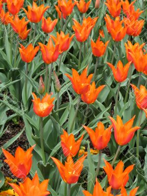 Tulips Tulips