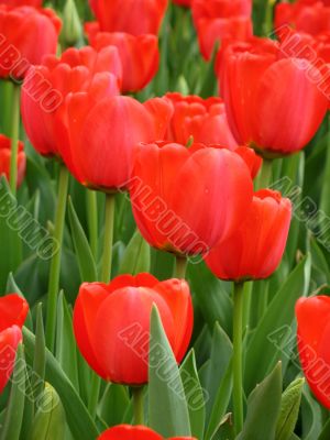 Tulips