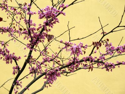 Cherry tree Cherry tree