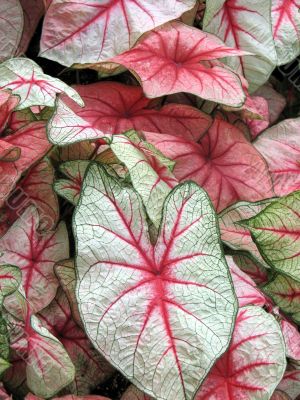 Caladium Caladium