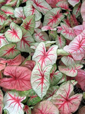 Caladium