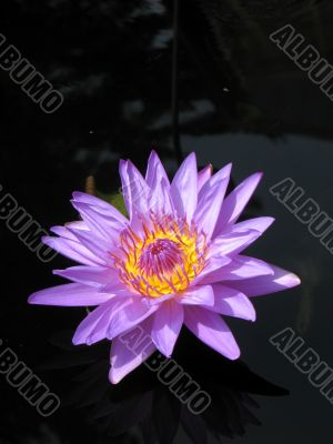Water lily