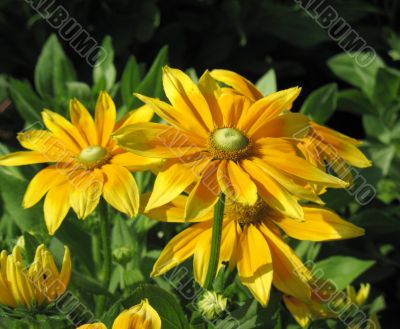 Black-eyed susan