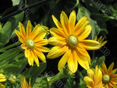 Black-eyed susan