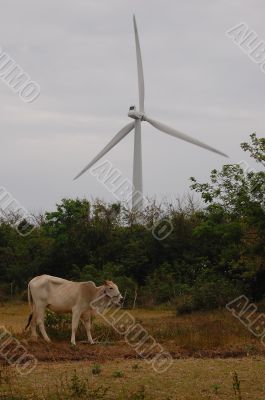 cow and turbine