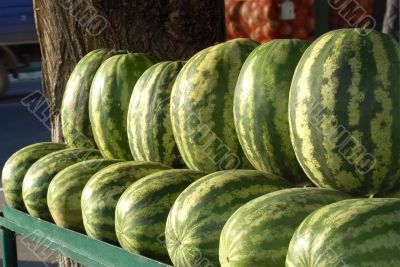 water-melons