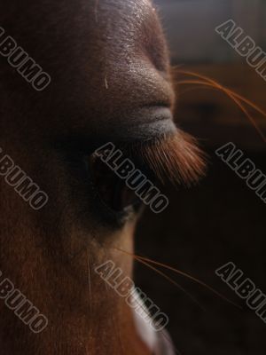 horse eye