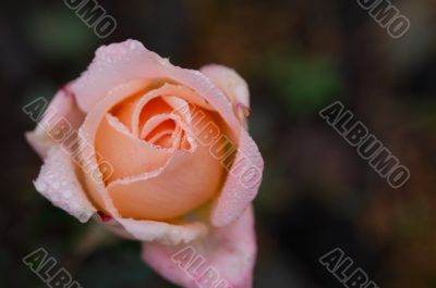 `Ruffles Dream` rosebud