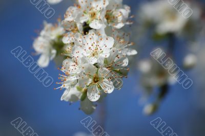 cherry tree flowers