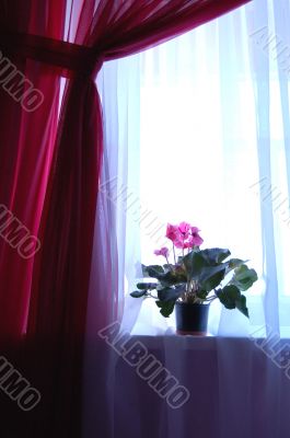 Window with flower