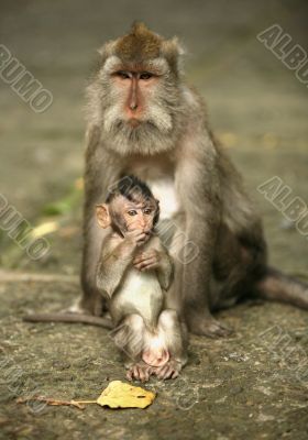Family of monkeys