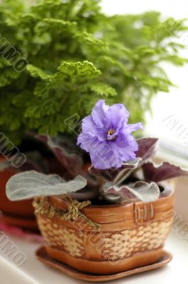 Violet in pot Violet in pot