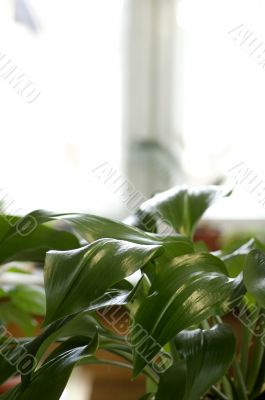 on the window on the window