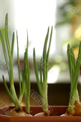 Spring onions Spring onions