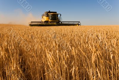 Working the harvest Working the harvest