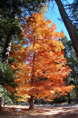 Autumn Tree