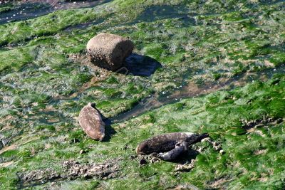 Seals 5306 Seals 5306