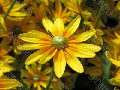 Black-eyed susan