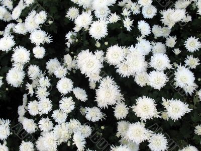 Chrysanthemums Chrysanthemums