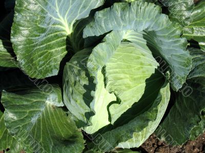 Cabbage head Cabbage head