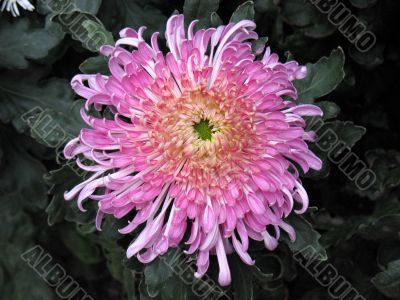 Chrysanthemums Chrysanthemums