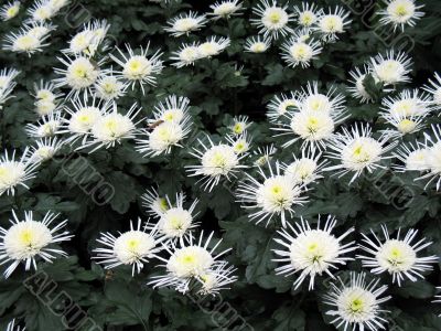 Chrysanthemums Chrysanthemums