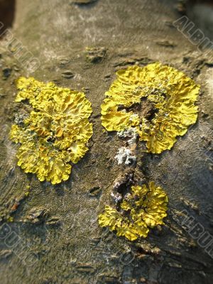 yellow moss yellow moss