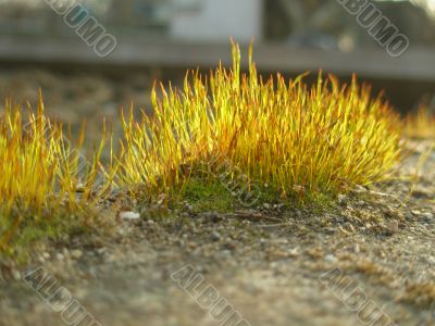 the moss the moss