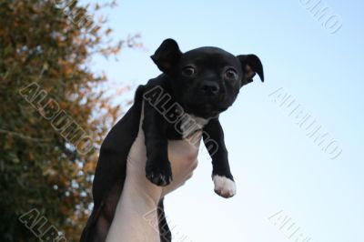 Puppy