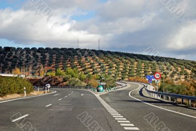 Drive thru Olive Trees