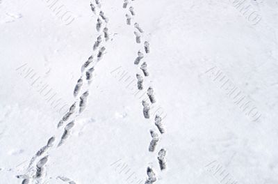 Footsteps on snow Footsteps on snow