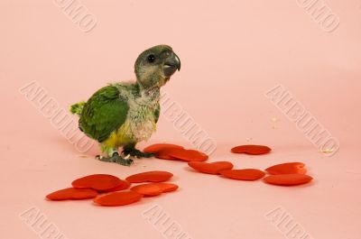 young baby parrot in love young baby parrot in love