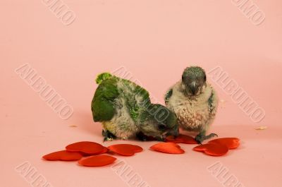 two new born green parrots two new born green parrots